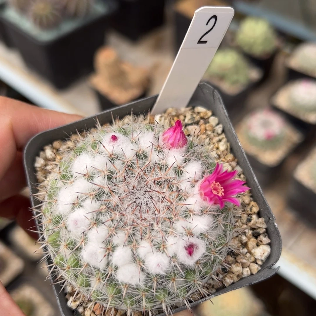 实生乳突杂 脱土发货