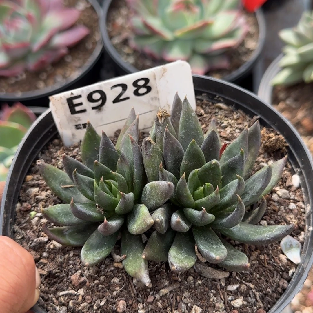 黑骑士惊鸿一物一拍包装收缩花旱