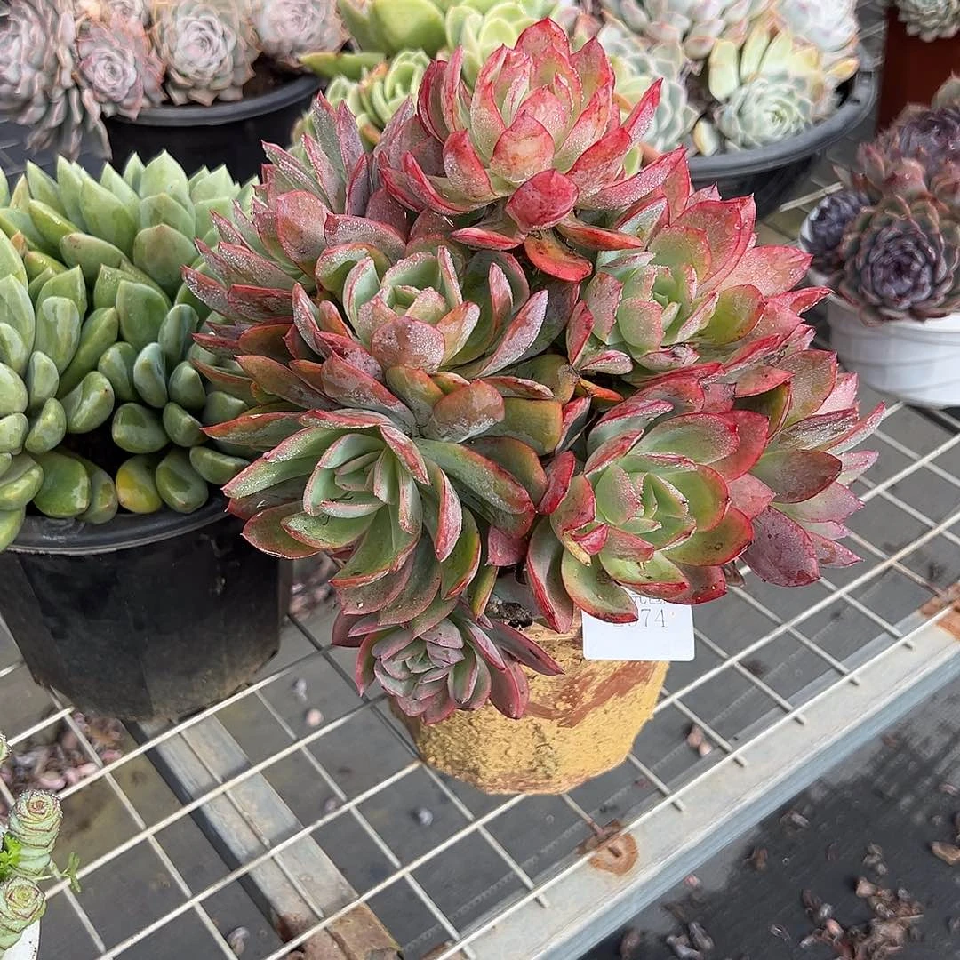 ****2974绮罗多肉植物多肉