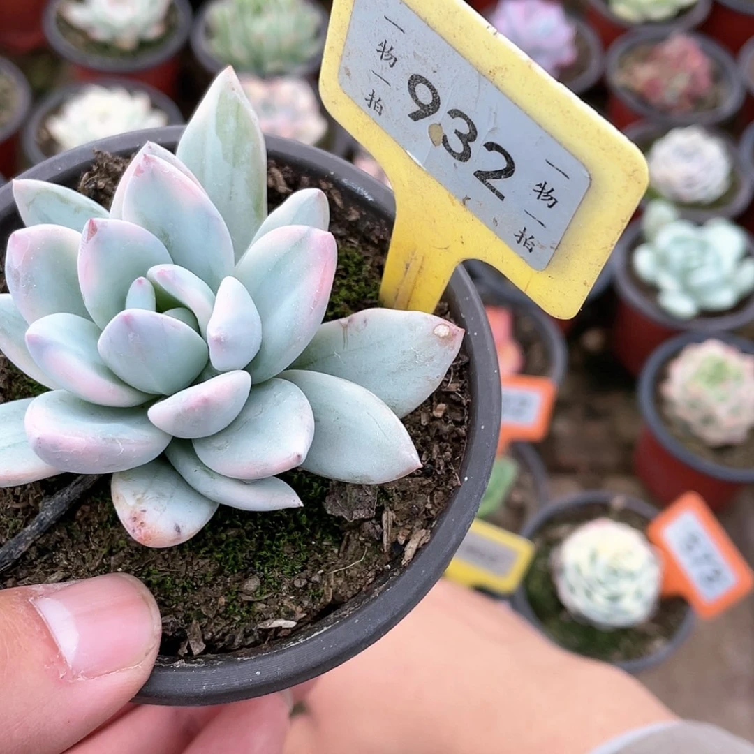 【闪购商品】 932号