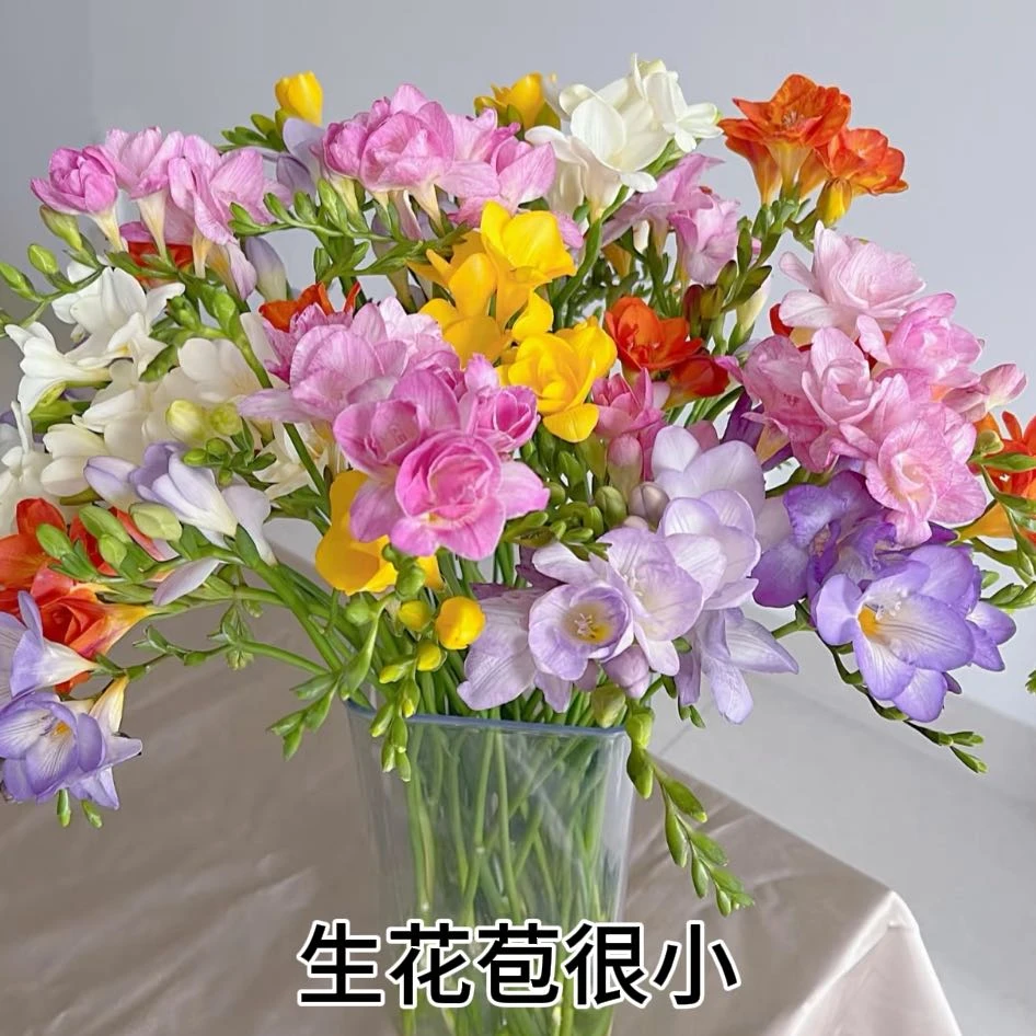 【农户直采/盼盼鲜花】不选色香雪兰 一单陆运/两单升级冷链基地发