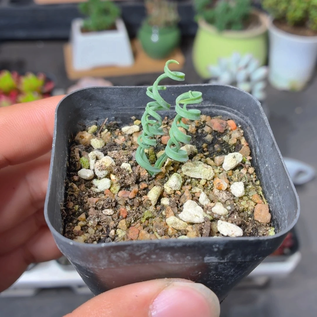 贵妃弹簧草多肉9.9包邮发货