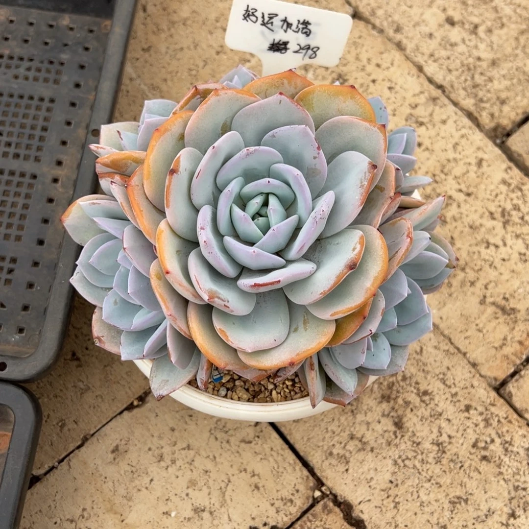 好***满好运加满298。