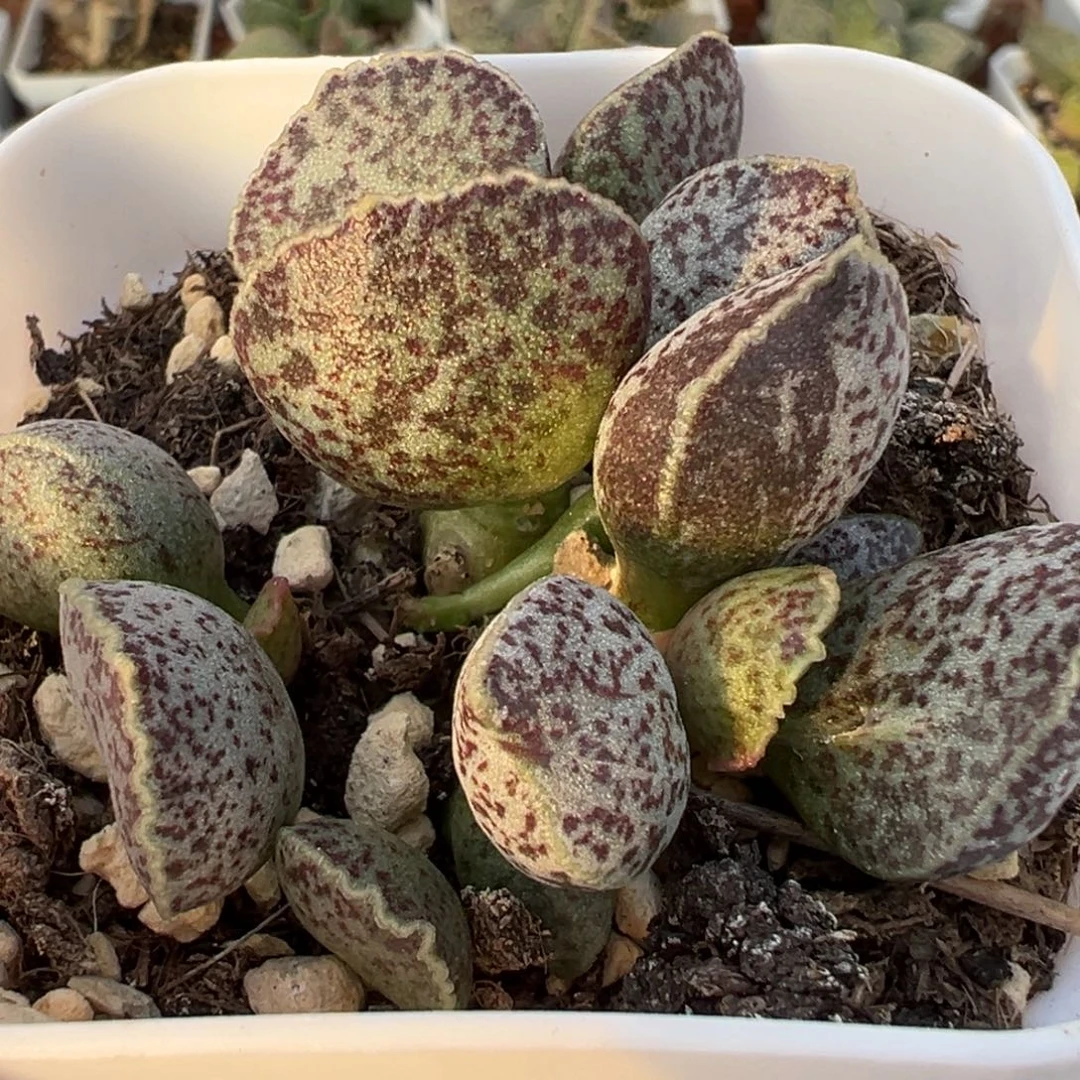 腰子蛋多肉植物水泡多肉植物