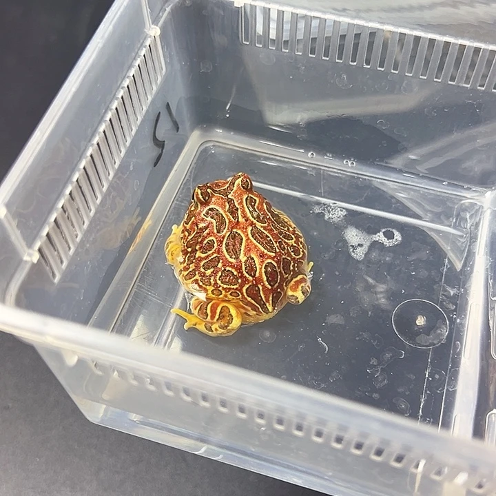 角蛙全红台钟角蛙4-5cm