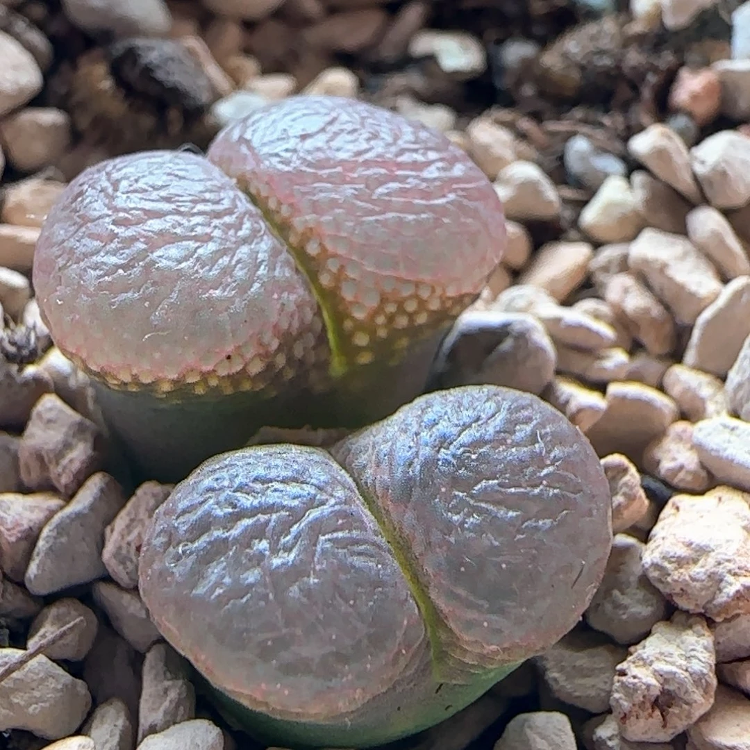 0572/油窗红风铃/