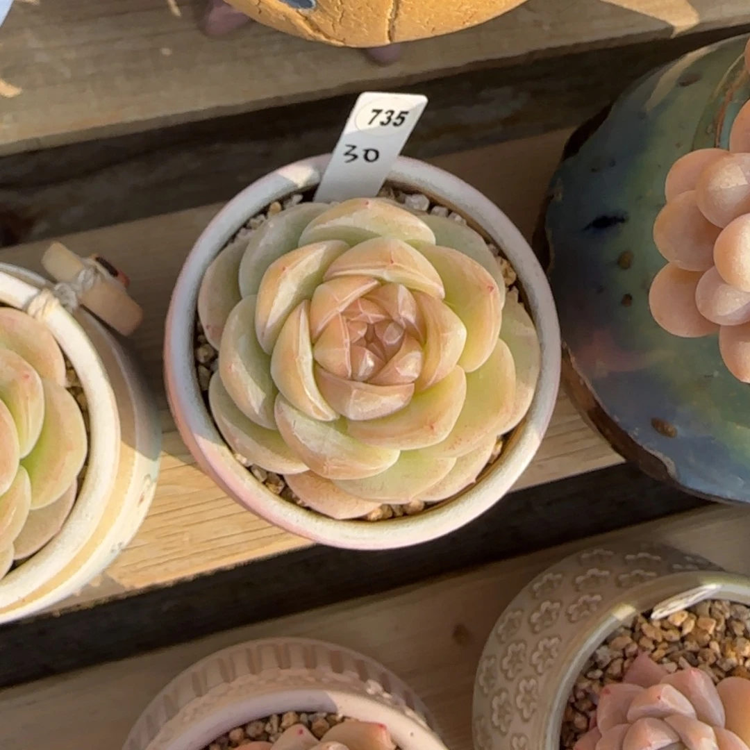 叶植庭多肉：柚子切片735