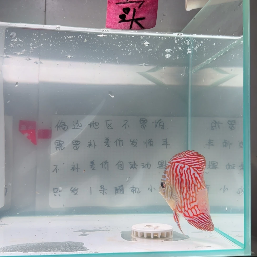 七彩神仙鱼肉身8左右，偏远地区不拍
