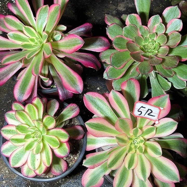 多肉植物512不售后