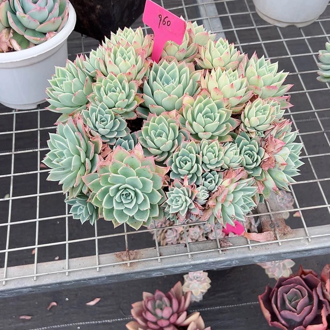 丑**?960三色堇多肉植物