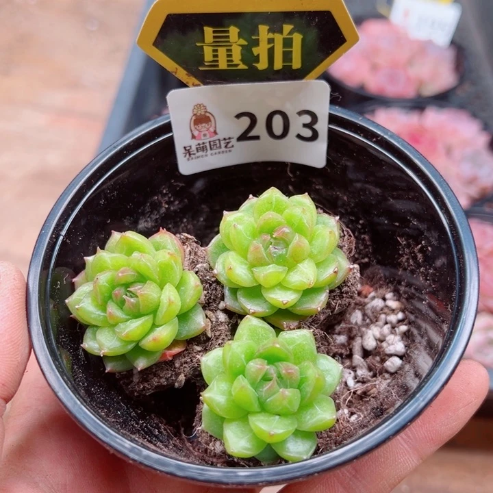 多肉植物多肉植物