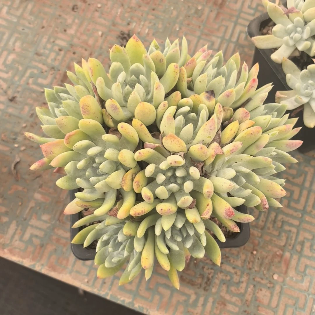 阿金尼，仙女杯多肉