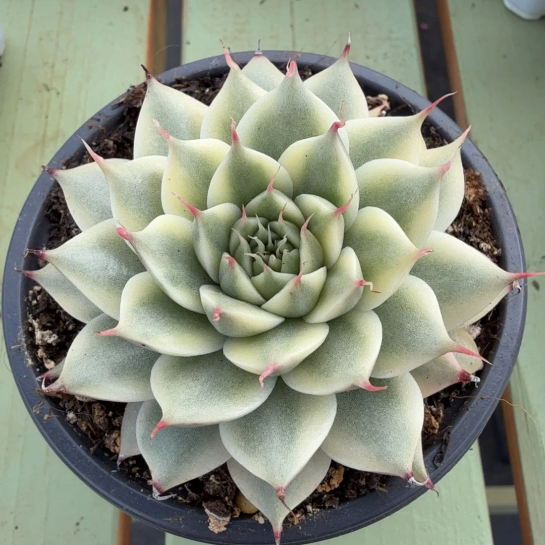 银星锦锦上园艺一物一拍