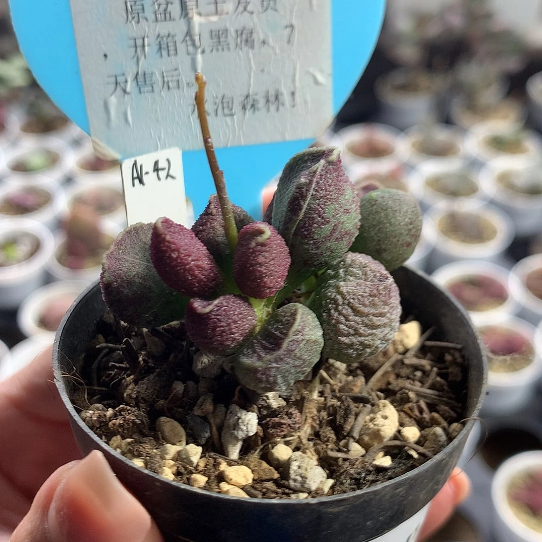 Jun110 优选种播实生