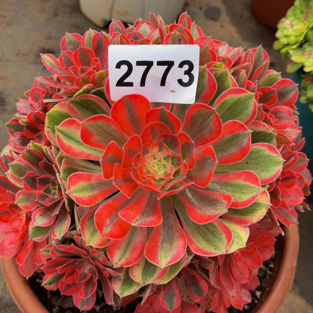 2773多肉花样年华