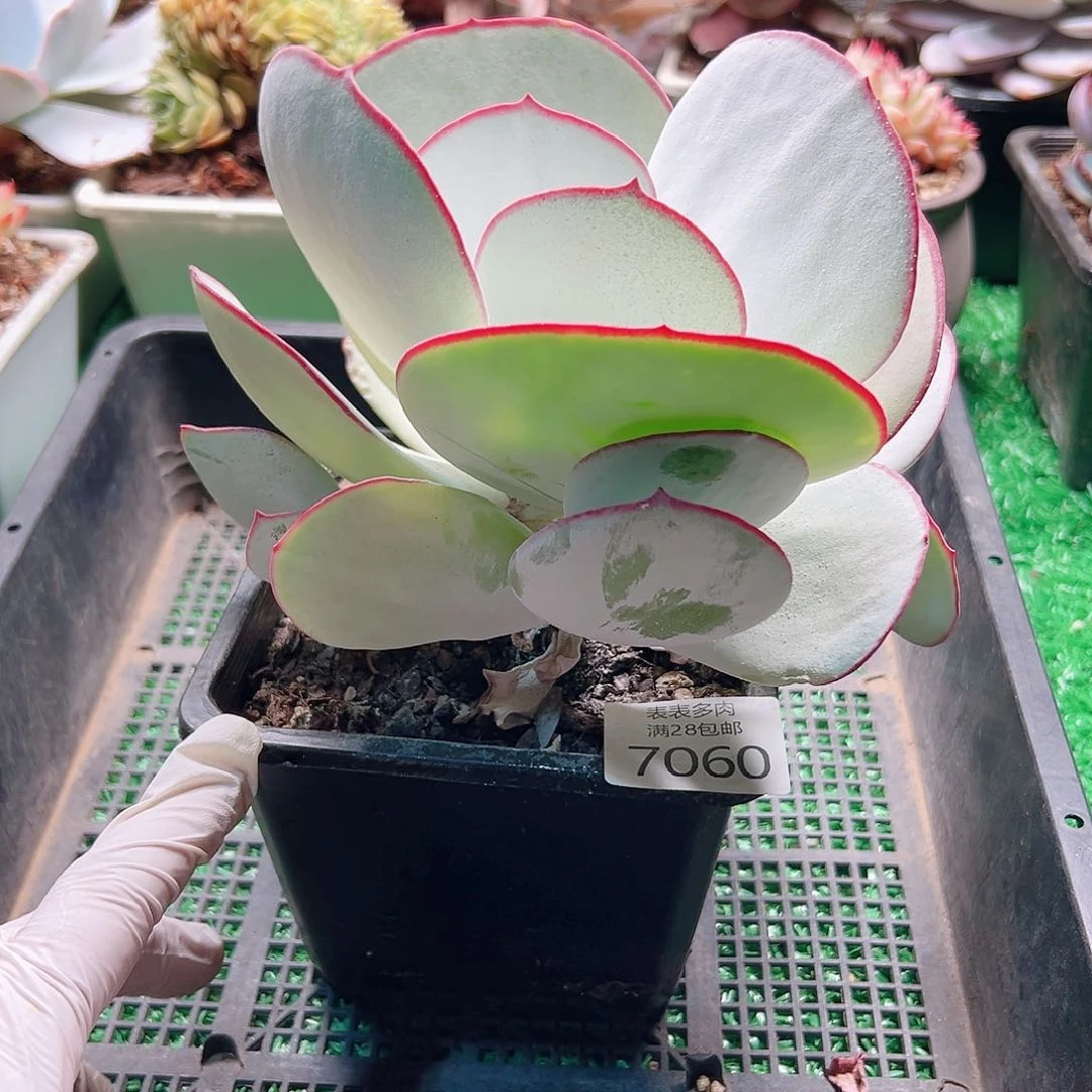 无花朵多肉一物一拍7060