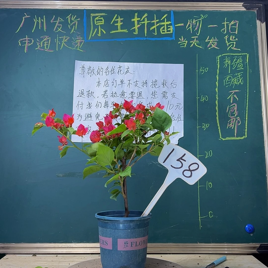 当前无花栽培后可以开花  福利  红花  158