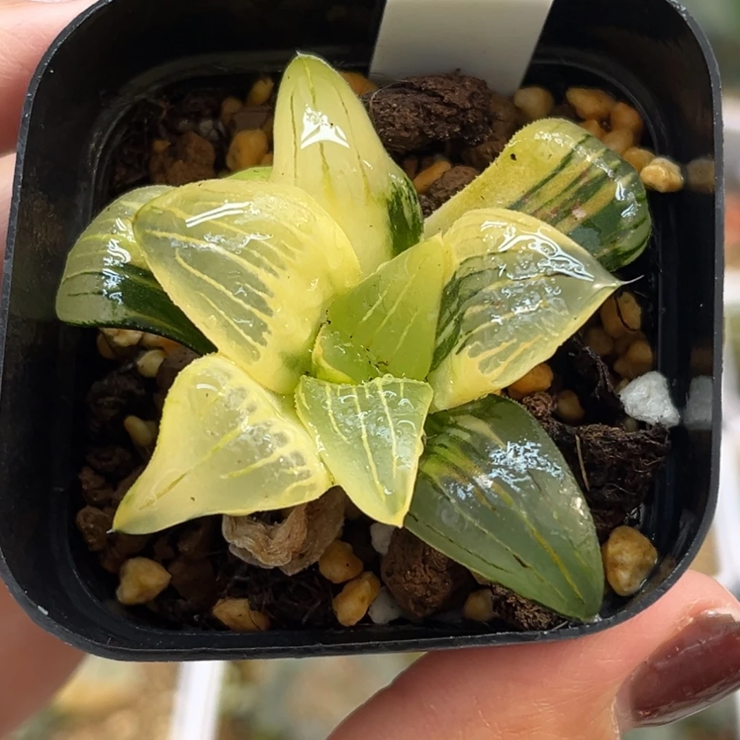 82糊斑红纹寿锦福利专场