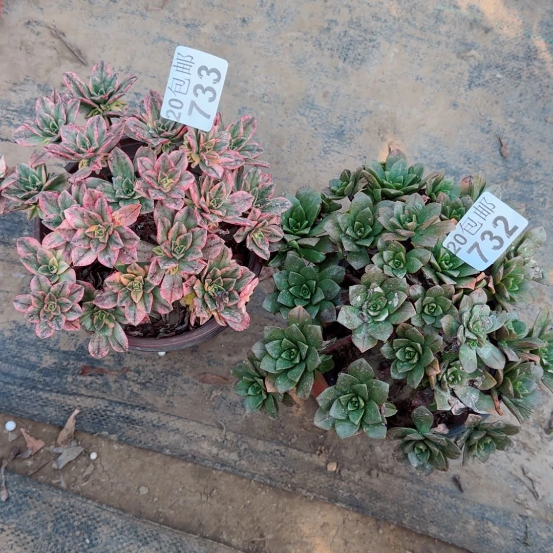 多肉733+732满20包邮断枝不包瑕疵