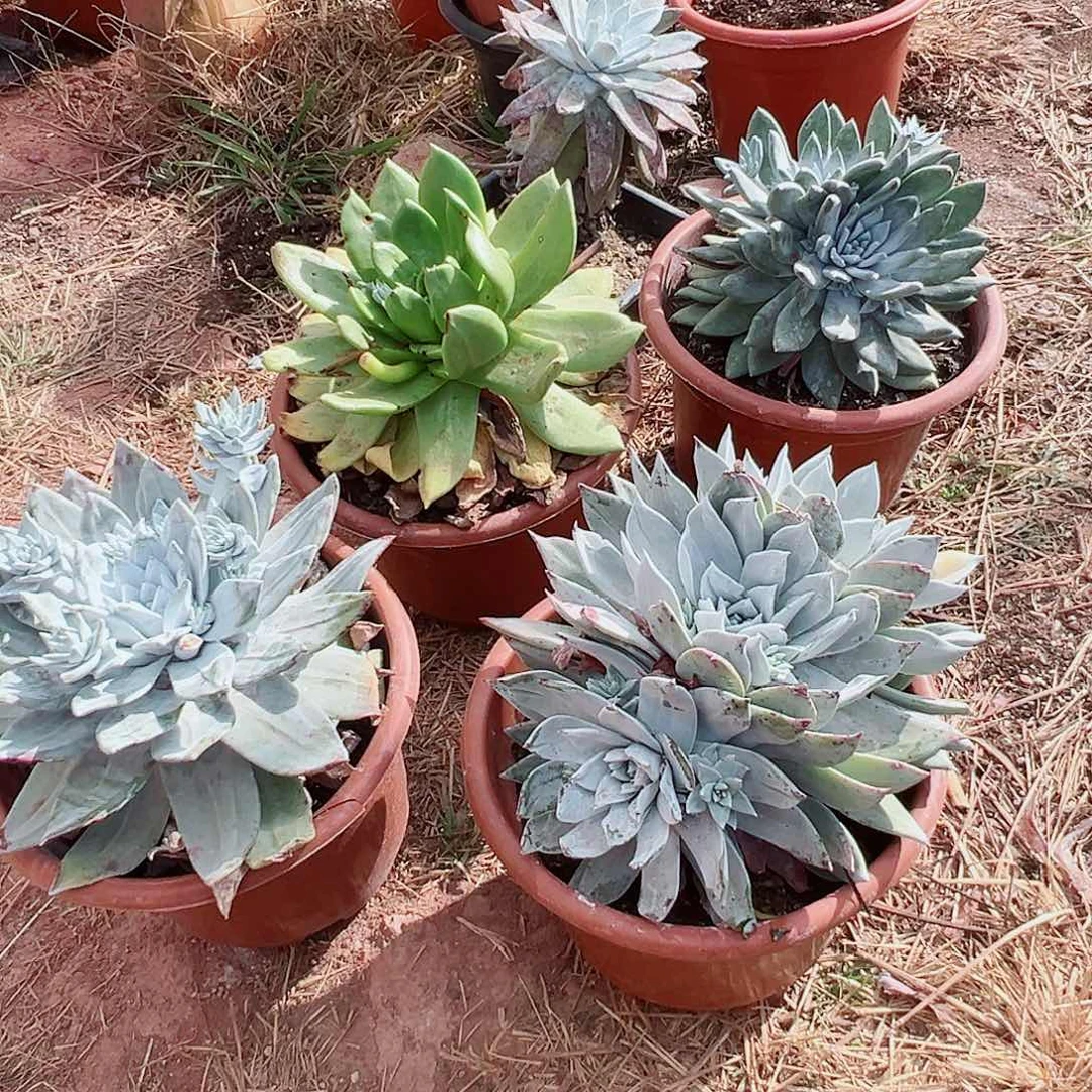 觉***在仙女杯多肉八颗仙女杯