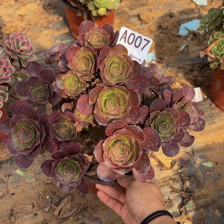 魅金玫瑰多肉植物007.