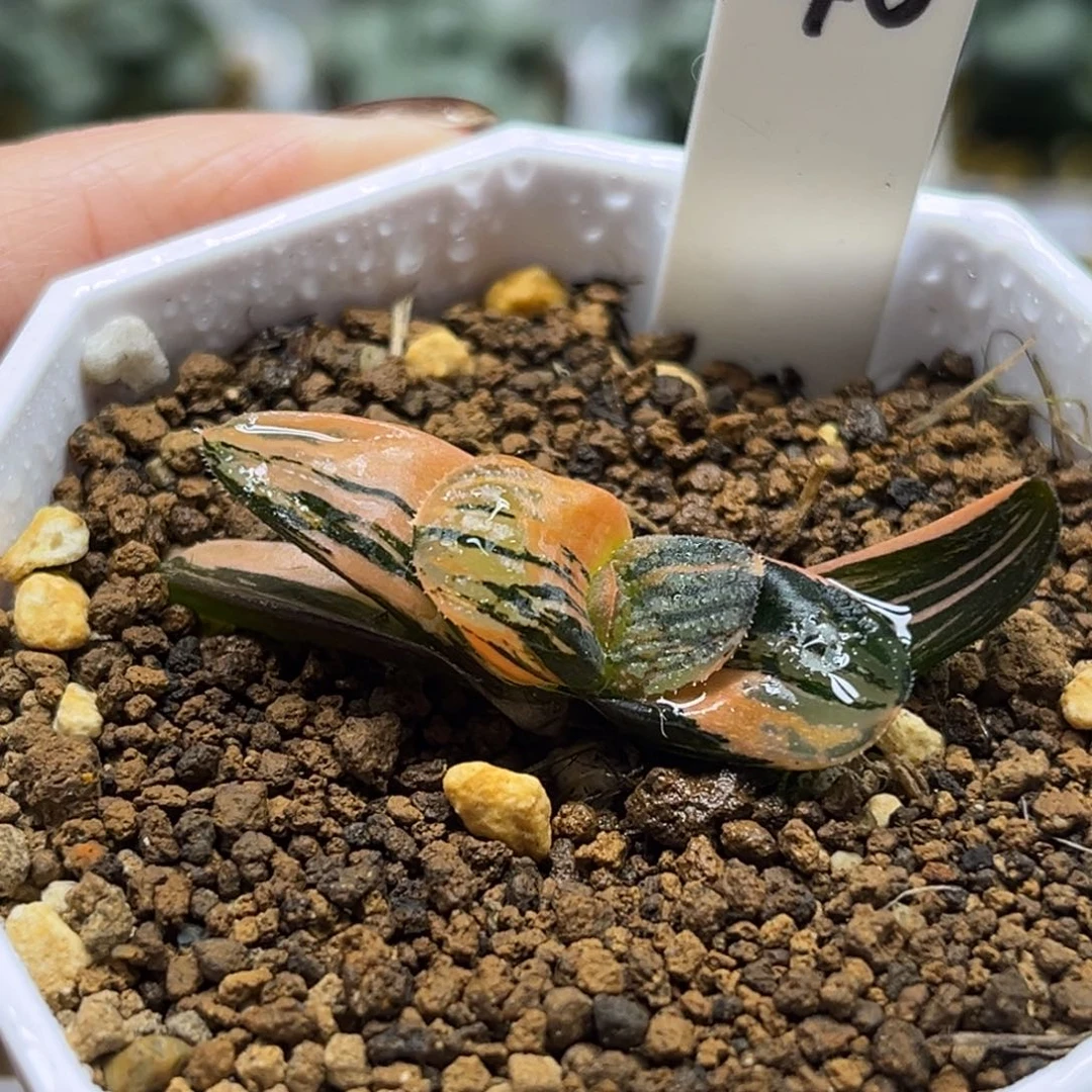 40夜想之森锦（小鼻嘎）福利专场