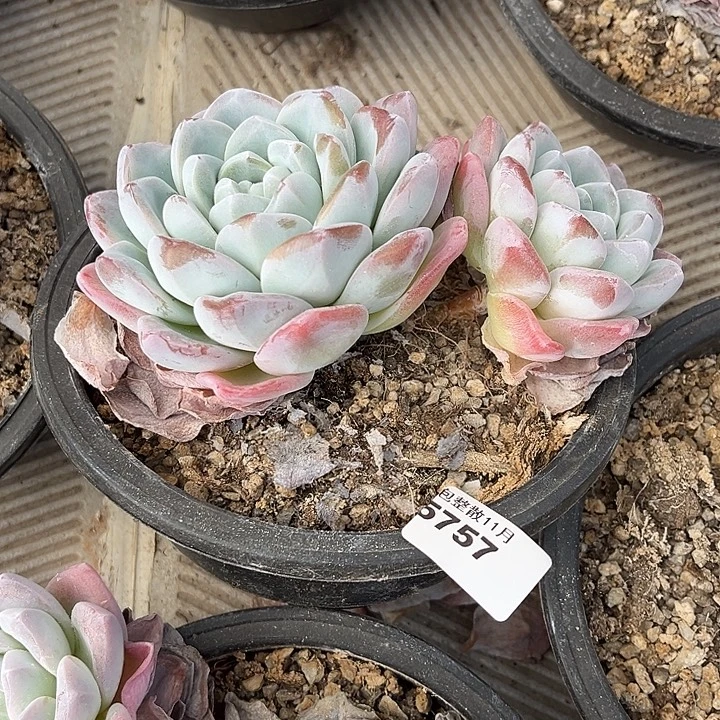 阿雅园艺。        5757冰玉