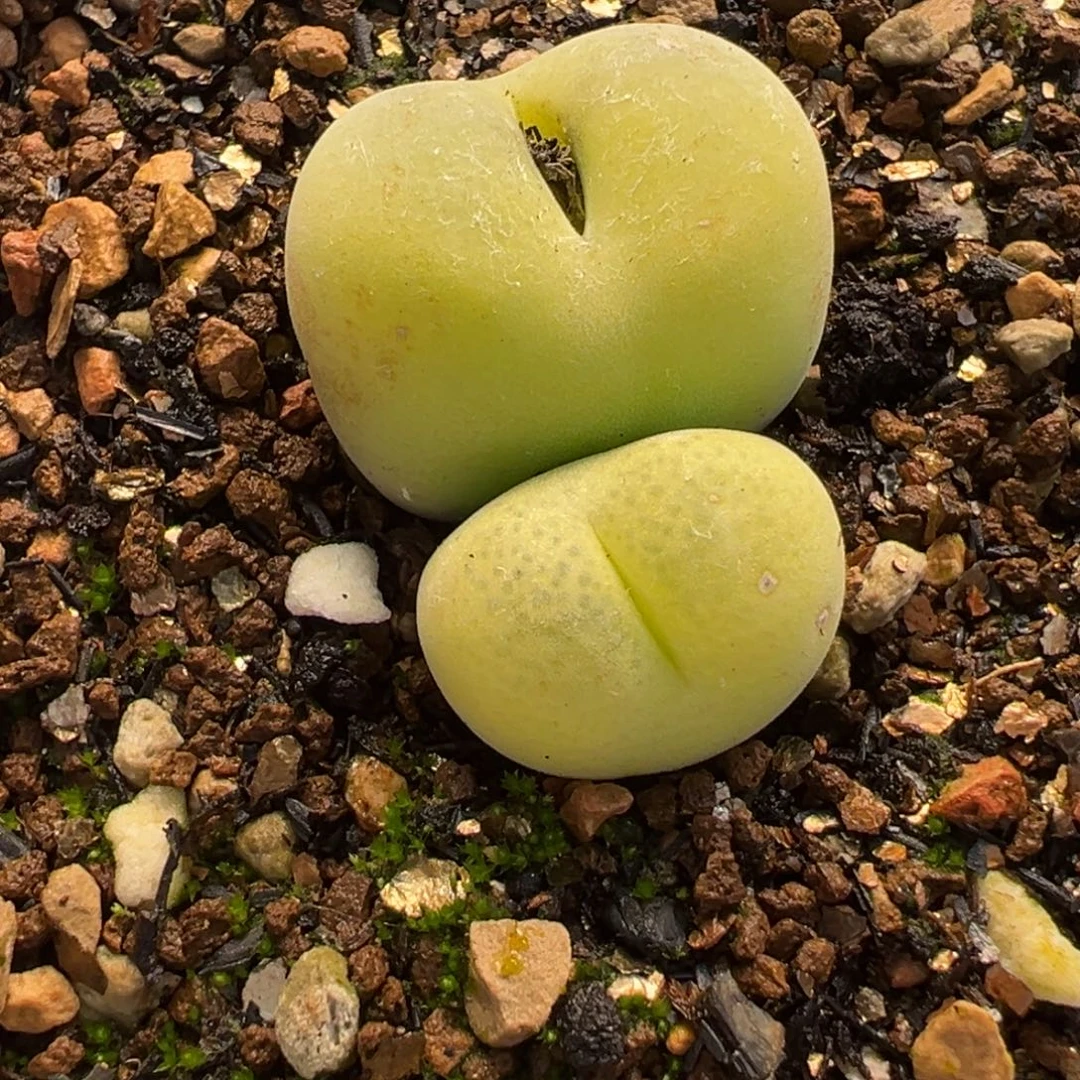 785多肉植物种类多样