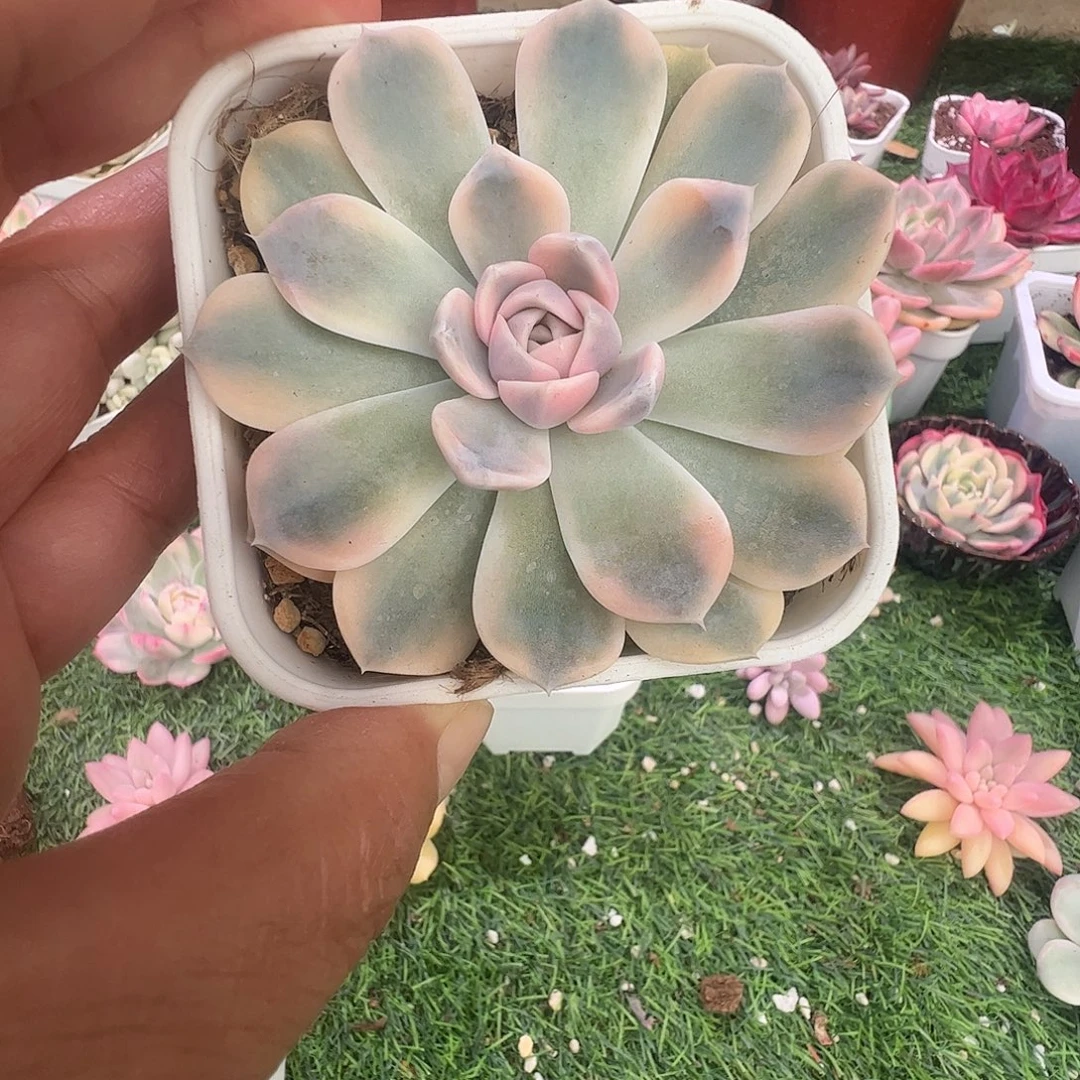 @***8多肉植物多肉植物