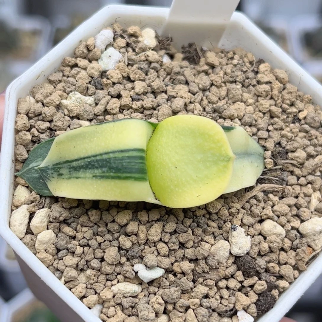 292糊斑趋势卧牛锦福利专场