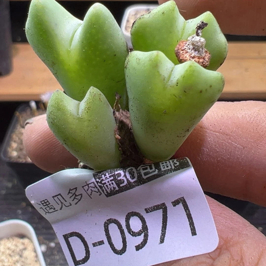多肉植物111111111111