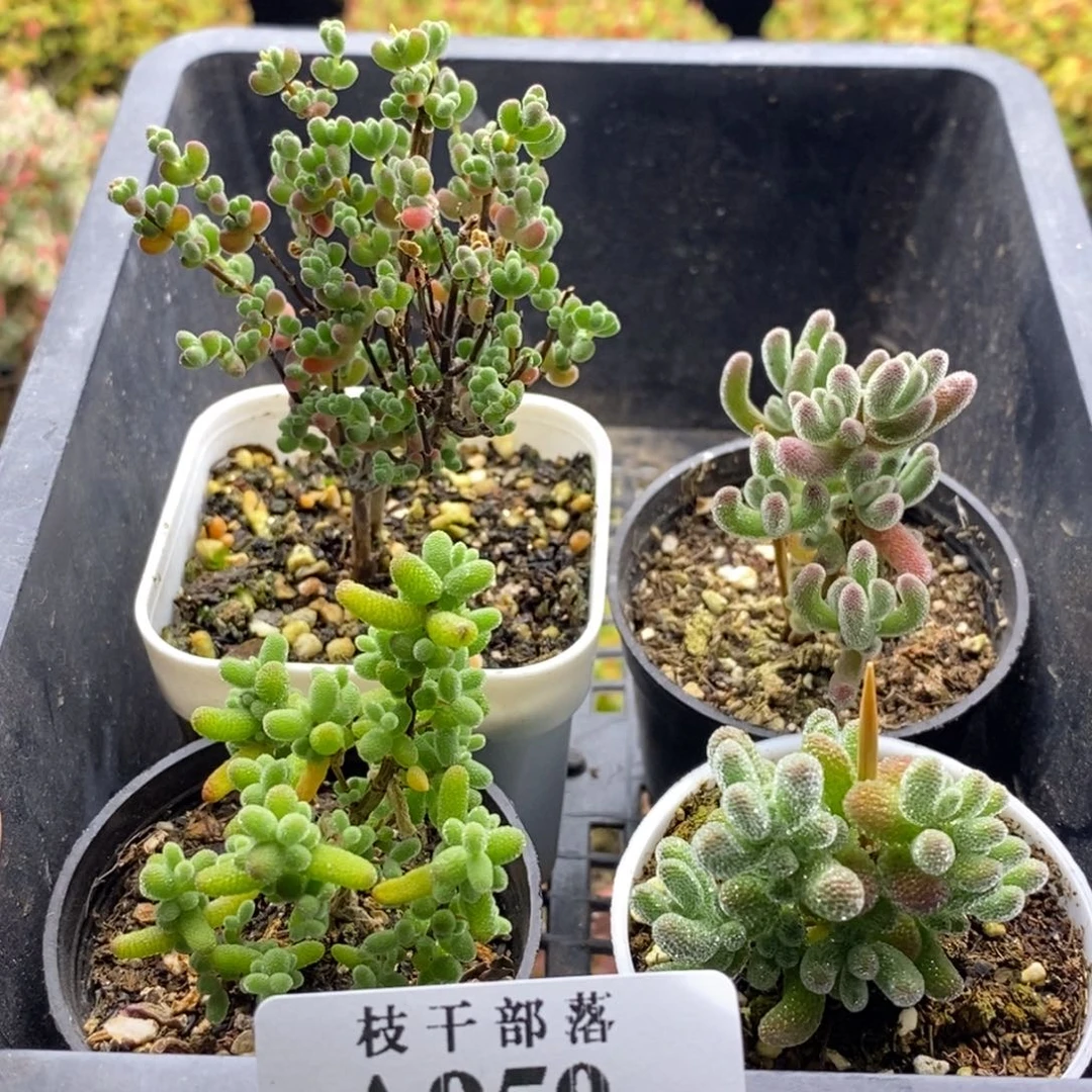 新手福利套餐950。