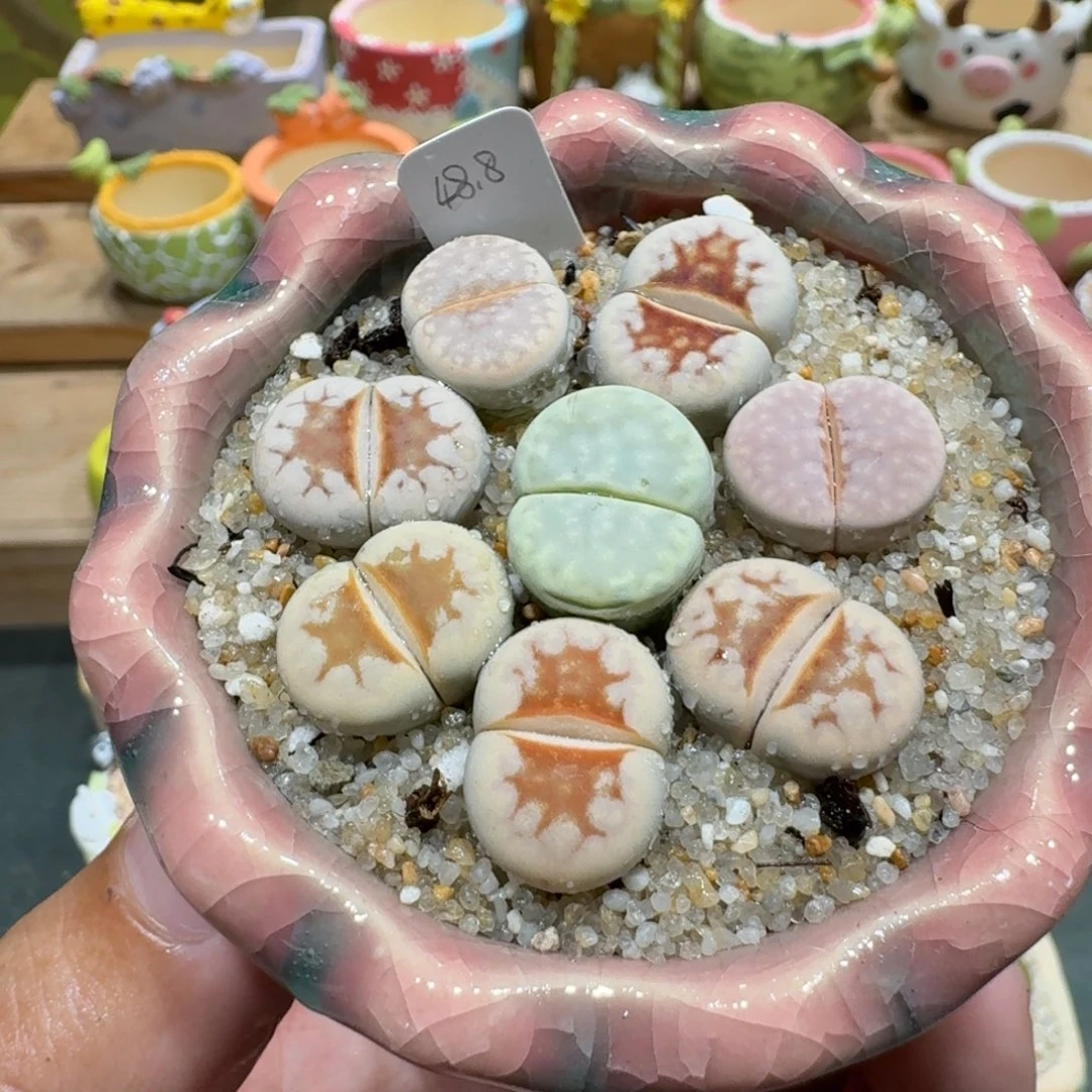 蘑菇1154唇彩拼多肉植物