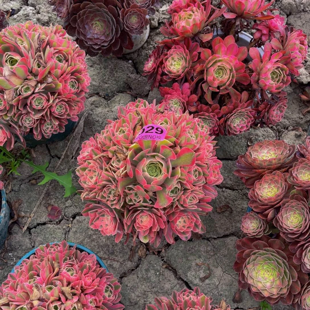 粉女巫法师朵朵5/6