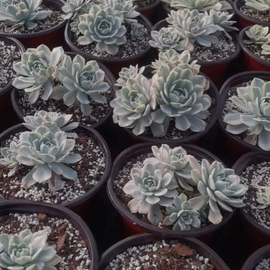 鲁锦（拟石莲科的）