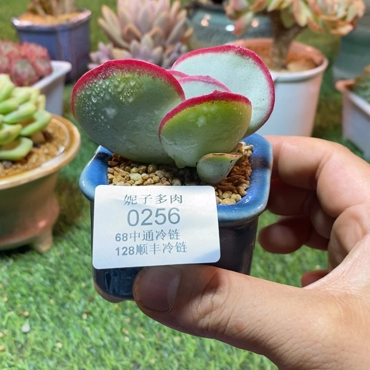 0256啊啊啊啊啊啊啊啊啊