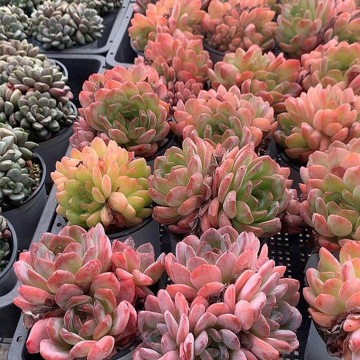 雪夜杂88888800800000