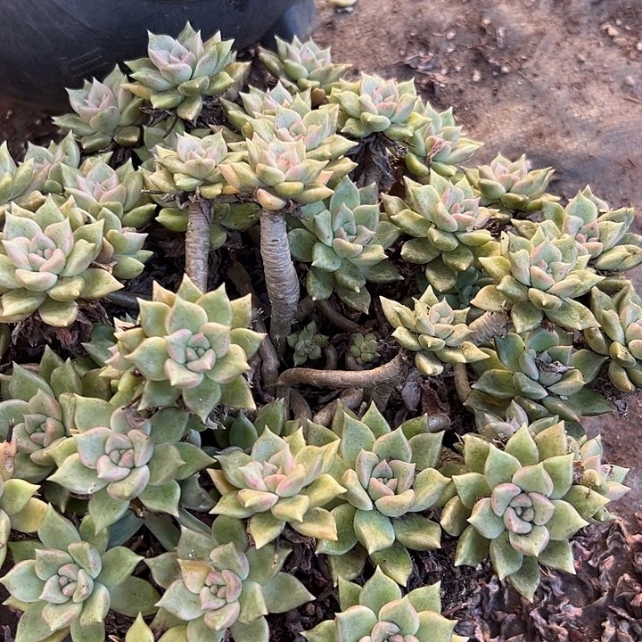 超大油漆桶璀璨。
