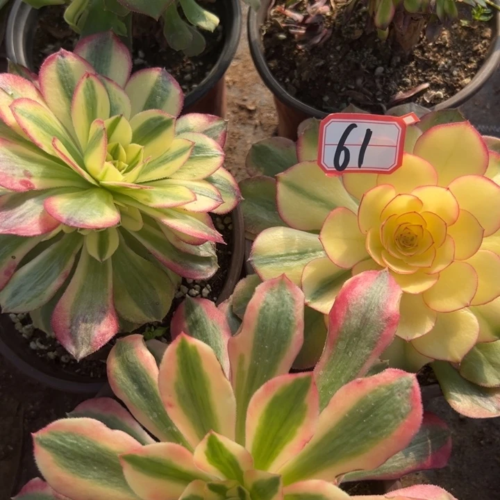 多肉植物61不售后