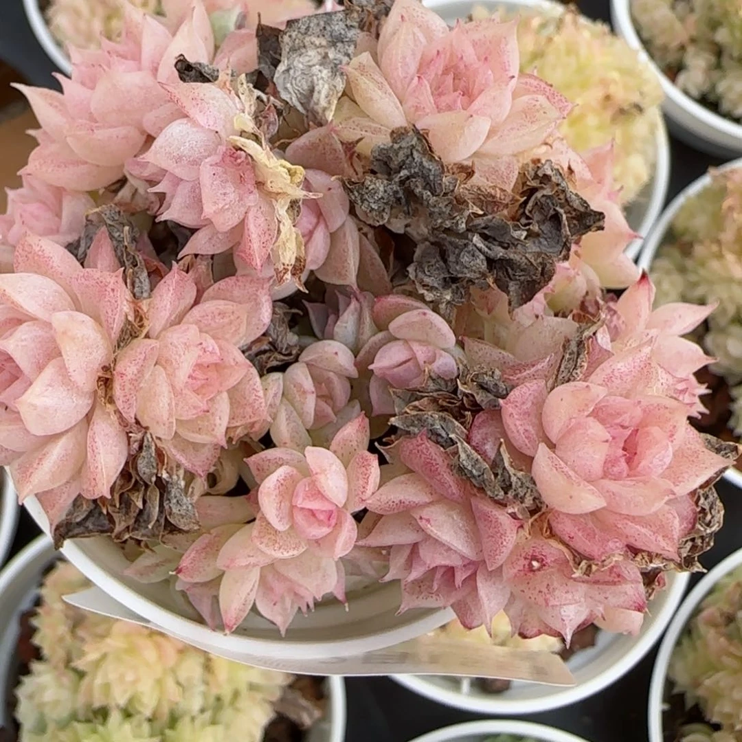 花语逸镜0215-127散