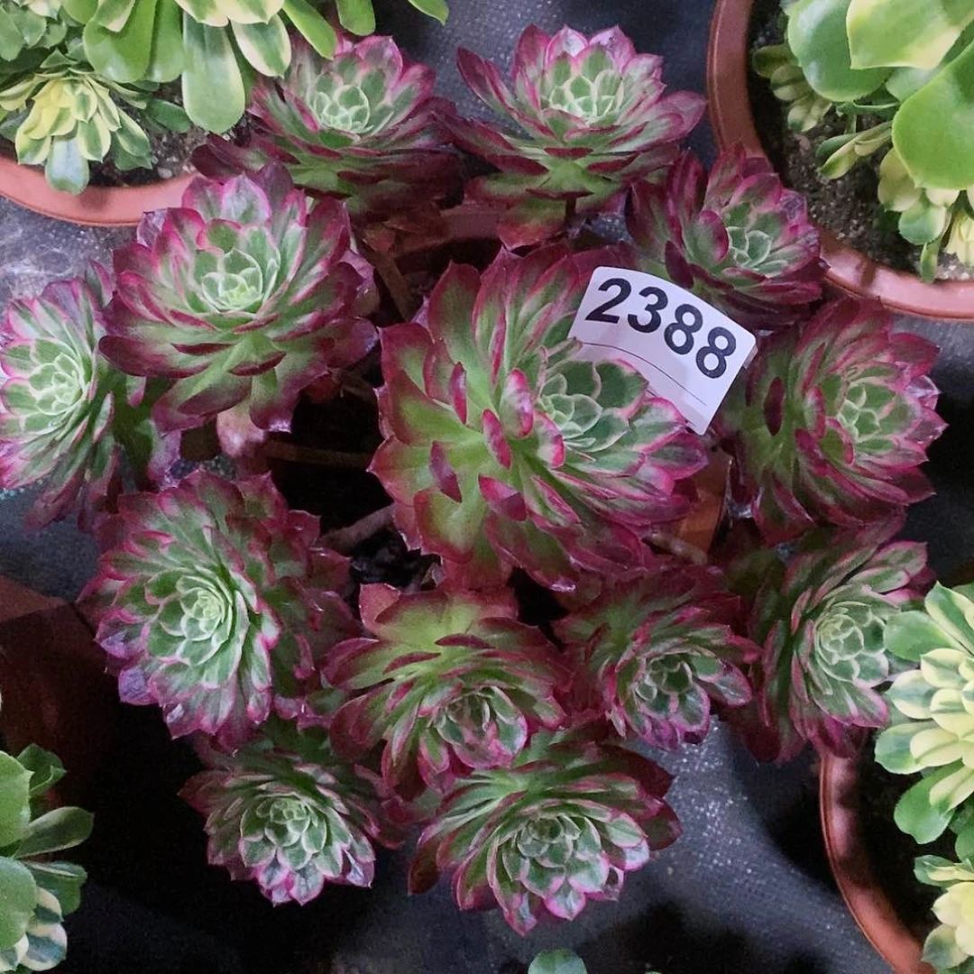 红陶2388万花筒4多肉
