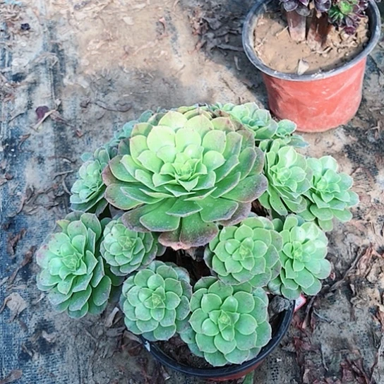 万圣节法师多肉植物8