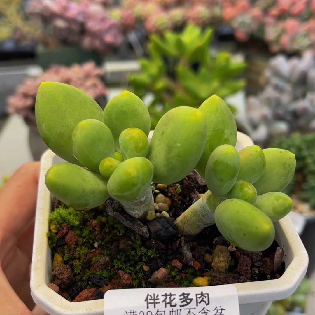 474-芒果奶多肉7cm