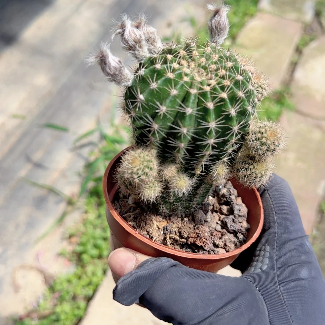 彩草单头小高多肉植物