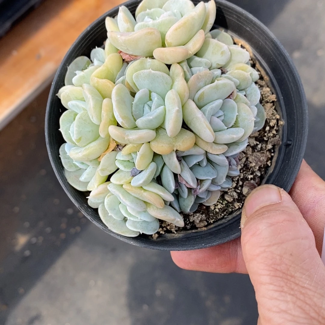 精品多肉一物一拍不包整96