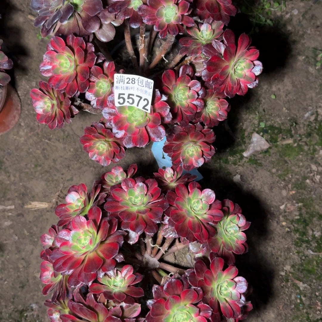 瓷***藏5572两颗不包断枝安娜