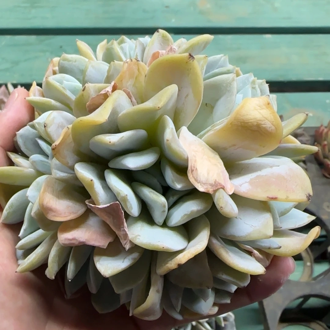 9头手捧雪特，发货点延迟