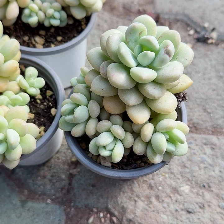 奶油泡泡堂特价多肉精品