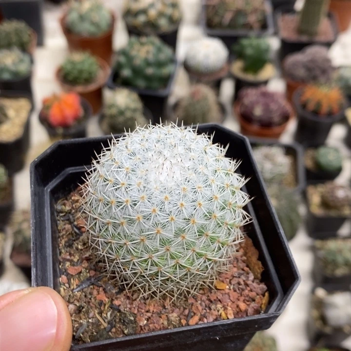 实生白刺丸特价福利