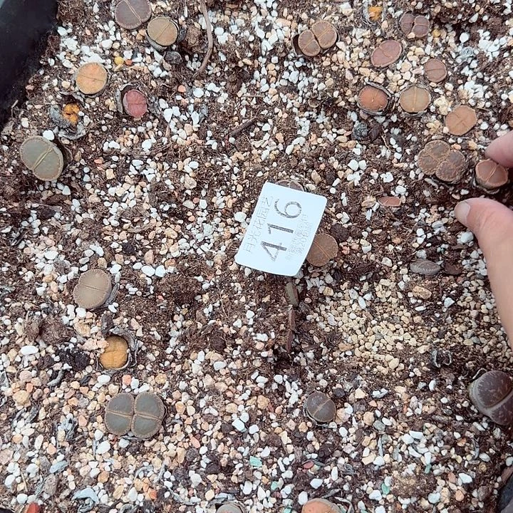 哈哈笑不出话就笑道416